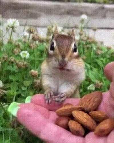 This guys reaction to trying a almond...