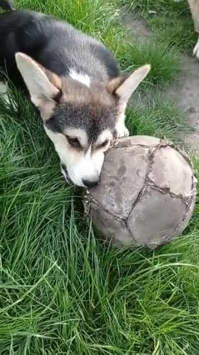 They really love their old ball