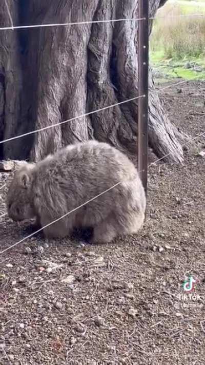 Wombat