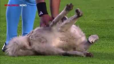 A stray dog stole the show and the hearts of thousands of fans when he ran onto the field on a professional soccer match in Potosí, Bolivia