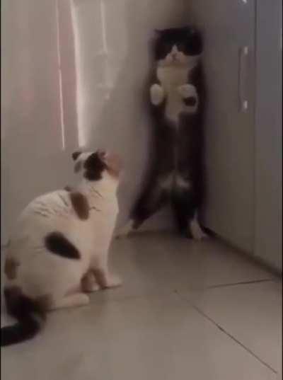 A cat is standing in the corner afraid of my cat