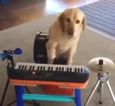 This dog would make a good song