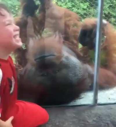 A kid and an orangutan