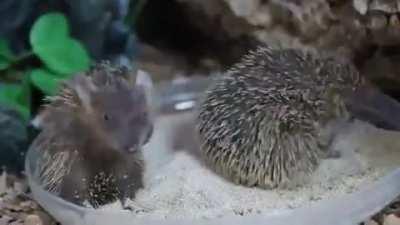 These little guys taking a dust bath