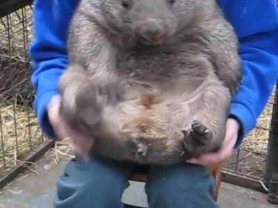 Protect wombat at all cost