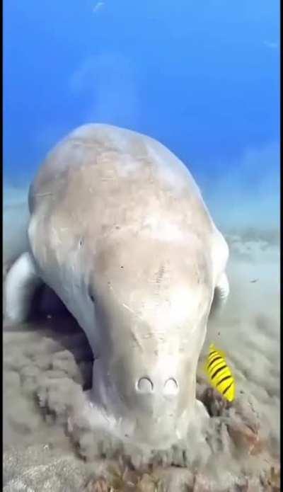 🔥 Dinner time for a beautiful Dugong. Also known as a sea cow.