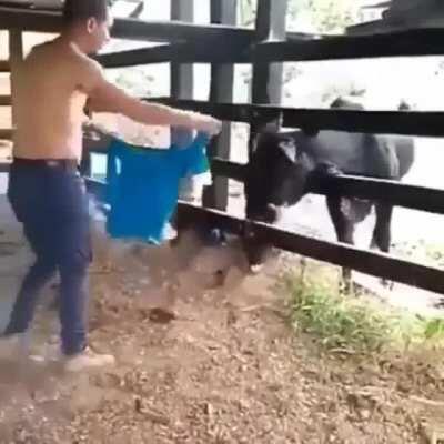 HMFT after I annoy a bull...