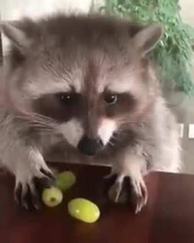 A raccoon protecting his grapes