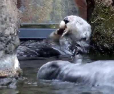 Sea Otter Bathing.