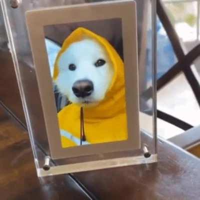 This dog enjoys their raincoat