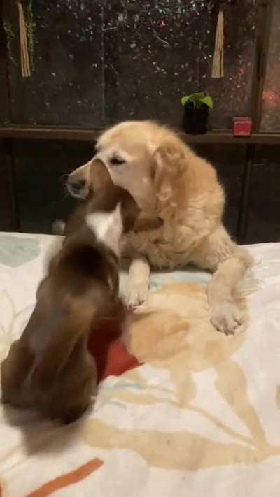 Here I was worried a chihuahua and a retriever might not get along