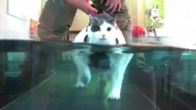 Fat cat getting a workout on a water treadmill