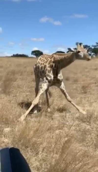 I’ve never wondered how a Giraffe eats grass🤣.