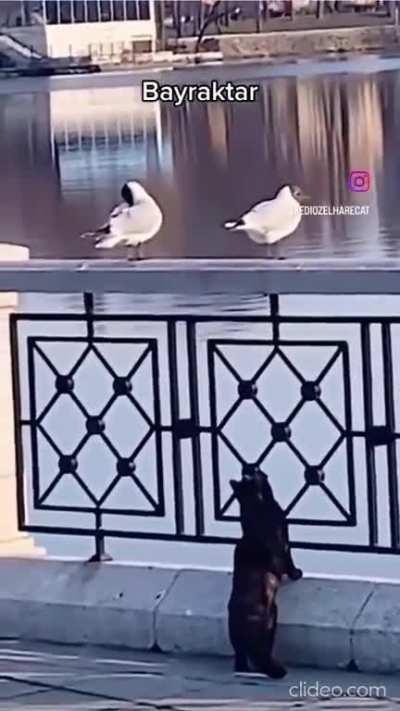 Bird brutally attacks innocent cat