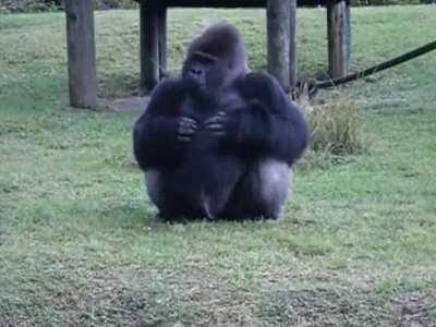 Lowland gorilla at Miami zoo uses sign language to tell someone that he’s not allowed to be fed by visitors.