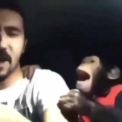 Agora quero um macaco