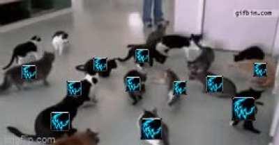 ferals mains recently