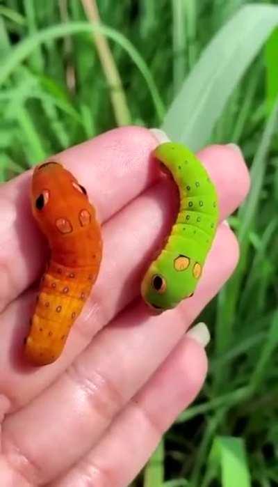 🔥 Cartoonish looking spicebush swallowtail caterpillar