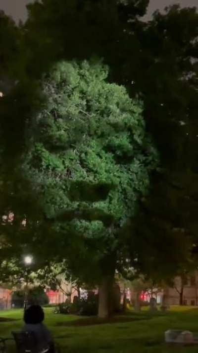 This is 'Monuments', an art installation in Charlotte NC. Artist Craig Walsh put a face in the trees to honor the souls of all the enslaved people buried in cemeteries with no name.