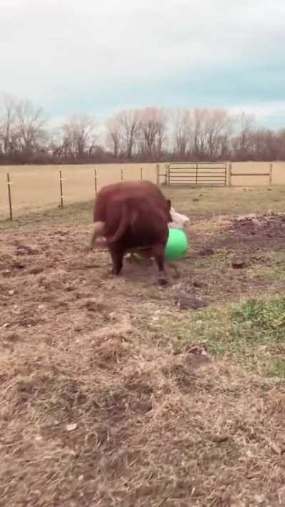 Jumps of joy while playing with his ball