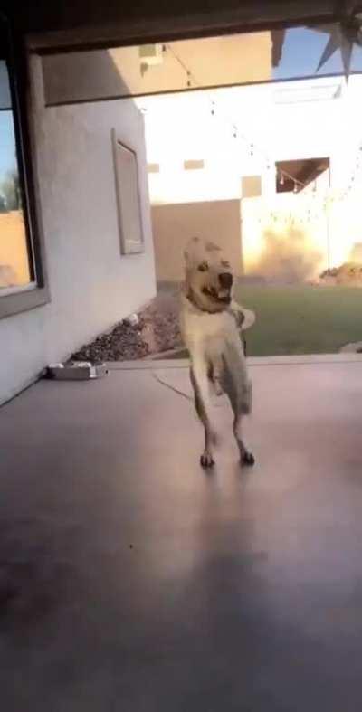 Pupper Is Excited To See Her Dogsitter