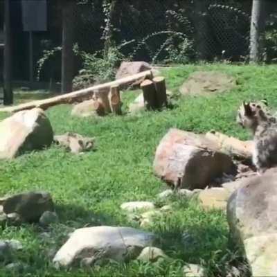 Snow leopard mom pretending to be scared when her cub sneaks up on her to encourage them to keep practicing their stalking skills