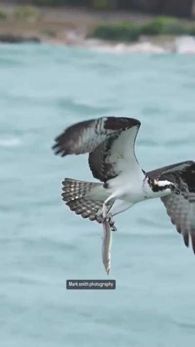 Photographer Mark Smith captures an amazing moment where an osprey emerges from the ocean clawed onto a it's prey