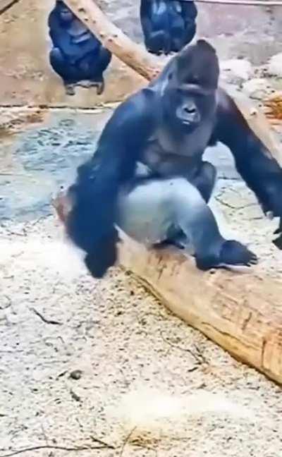 Baby Gorilla playing with Dad