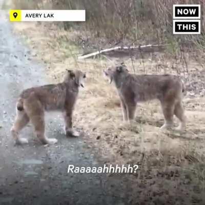 I'm sorry but these lynxes sound like my drunk aunt at 2 in the morning