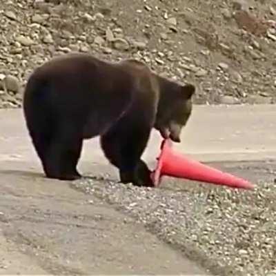 Responsible bear picks up fallen traffic cone and leaves