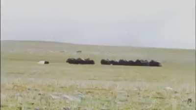 Arctic Wolves attack Musk Ox calf, but the herd stages a rescue.