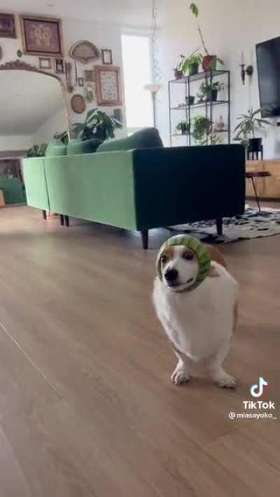 watermelon hat on a corgi (0:30 for laughs)