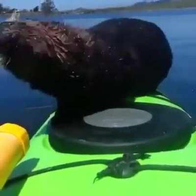 Sea otter hitches a ride aboard a kayak