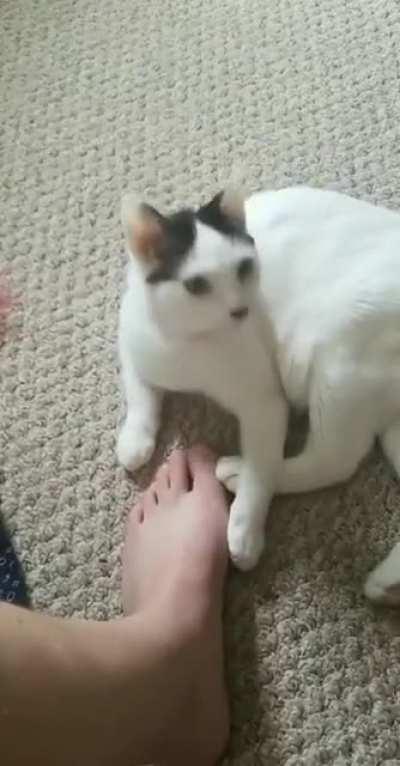 Cat bites foot but regrets it