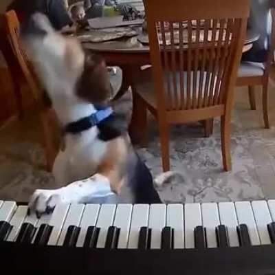 Talented dog