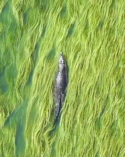 Crocodile swimming through sea grass