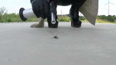 Vivi burns a stray bug before giving it the boot.