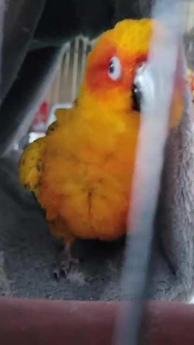 recently got a beautiful Sun Conure about two months ago from my grandma who could no longer care for it. What is she doing here? Is she just playing? She was blowing kisses right before this and talking. she's nearly a year old.