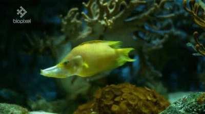 The sling-jaw wrasse has quite a mouth on it