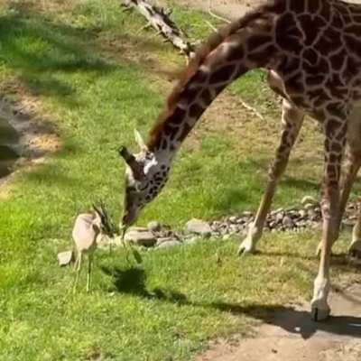 Giraffe helps gazelle