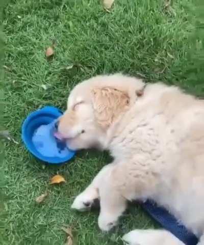 Tired pup drinking water while lying down and snoozing after