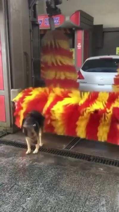 This German Shepherd is well known in her neighborhood for using the car wash as a petting machine on daily basis.