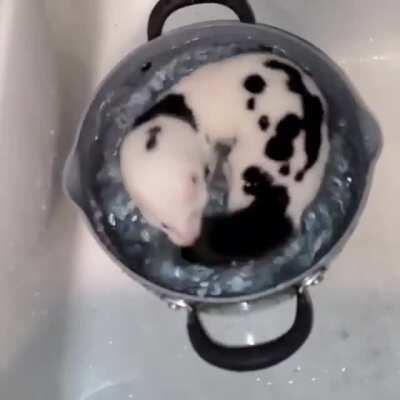 Just a rescued fur-farm Mink in the sink