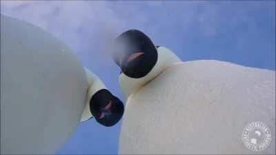 🔥 Curious emperor penguins investigate a wildlife camera.