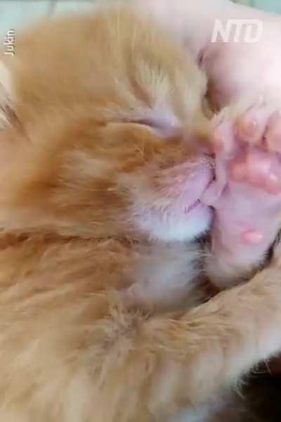 Thumb sucking kitten