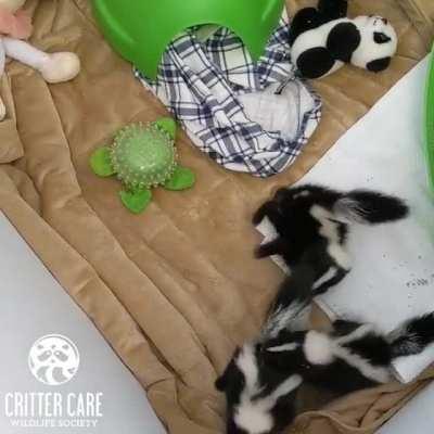 This year's first baby skunks at Critter Care Wildlife Society