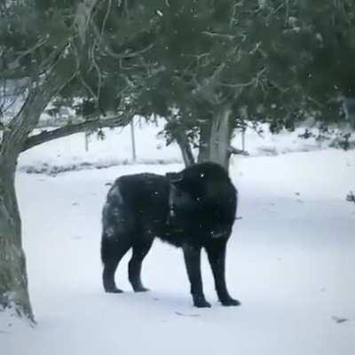 🔥 Black wolf