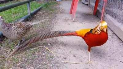 A gold pheasant