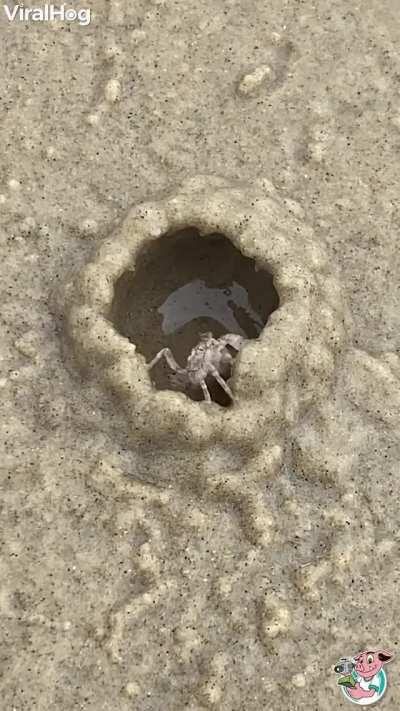 Crab works fast to build shelter on a beach