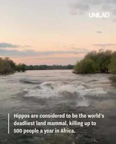 🔥 A Hippo chasing a group of sightseers